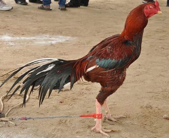 gallo de combate