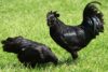 pollos negros