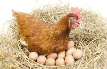 aumentar producción de huevos