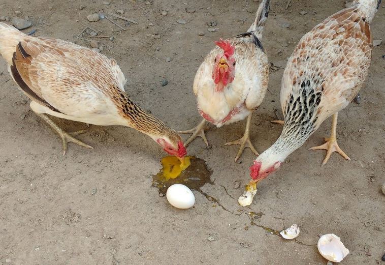 aves comen huevo