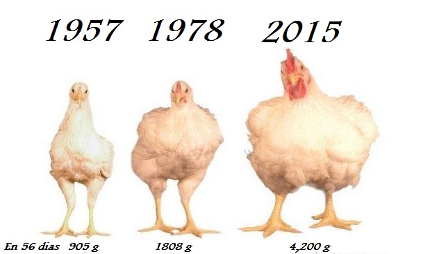 aumentar peso de pollos
