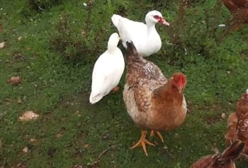 criar patos contra pollos