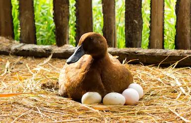 patos de postura de huevo