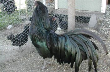 gallo de cola larga