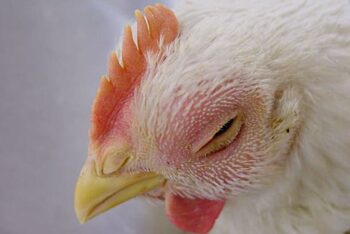enfermedad de ojos en pollos
