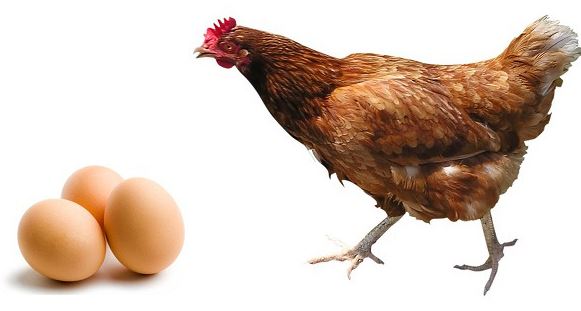 baja producción de huevo