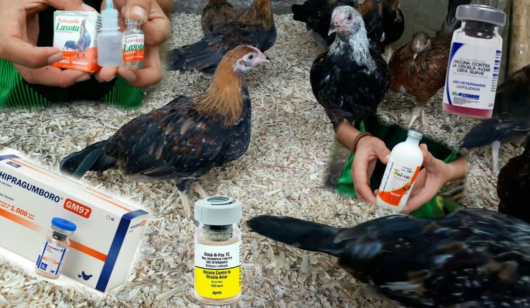 calendario de vacunacion para gallos de pelea