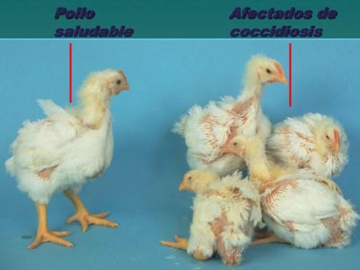 remedio casero contra coccidiosis en pollos