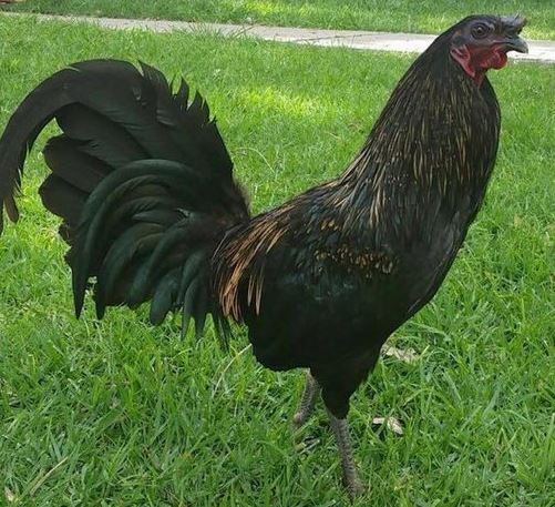 ᐈ GALLO GIRO (Característica, Variedades y Mas)