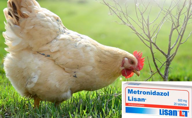 Metronidazol para pollos