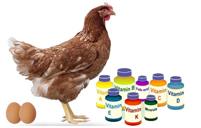 Vitaminas para pollos de postura