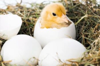 Como sacar ave del huevo