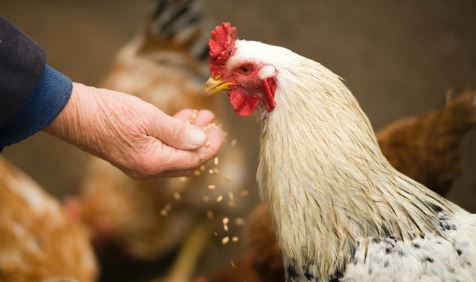 alimento toxico en pollos