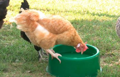 reducir calor en pollos