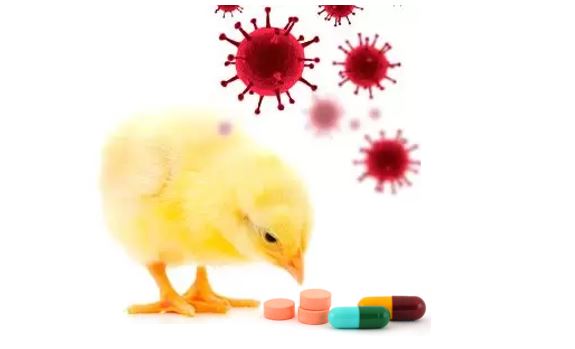 Antibiótico para problemas respiratorios en aves