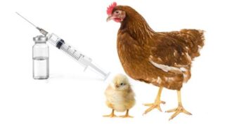 Medicamentos para pollos