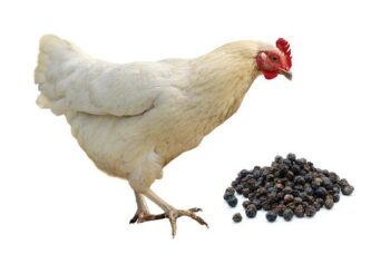 Beneficios de la pimienta negra en pollos