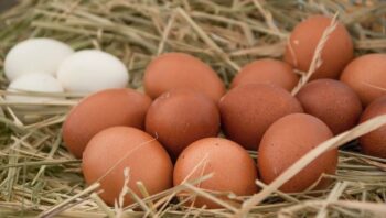 tratamiento para aumentar numero de huevo