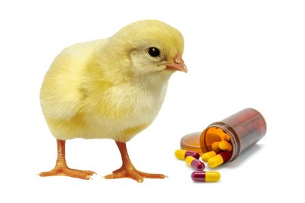 antibiótico para pullorosis aviar