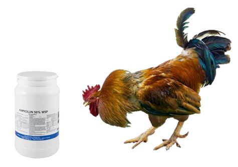 Antibiótico para aves de combate
