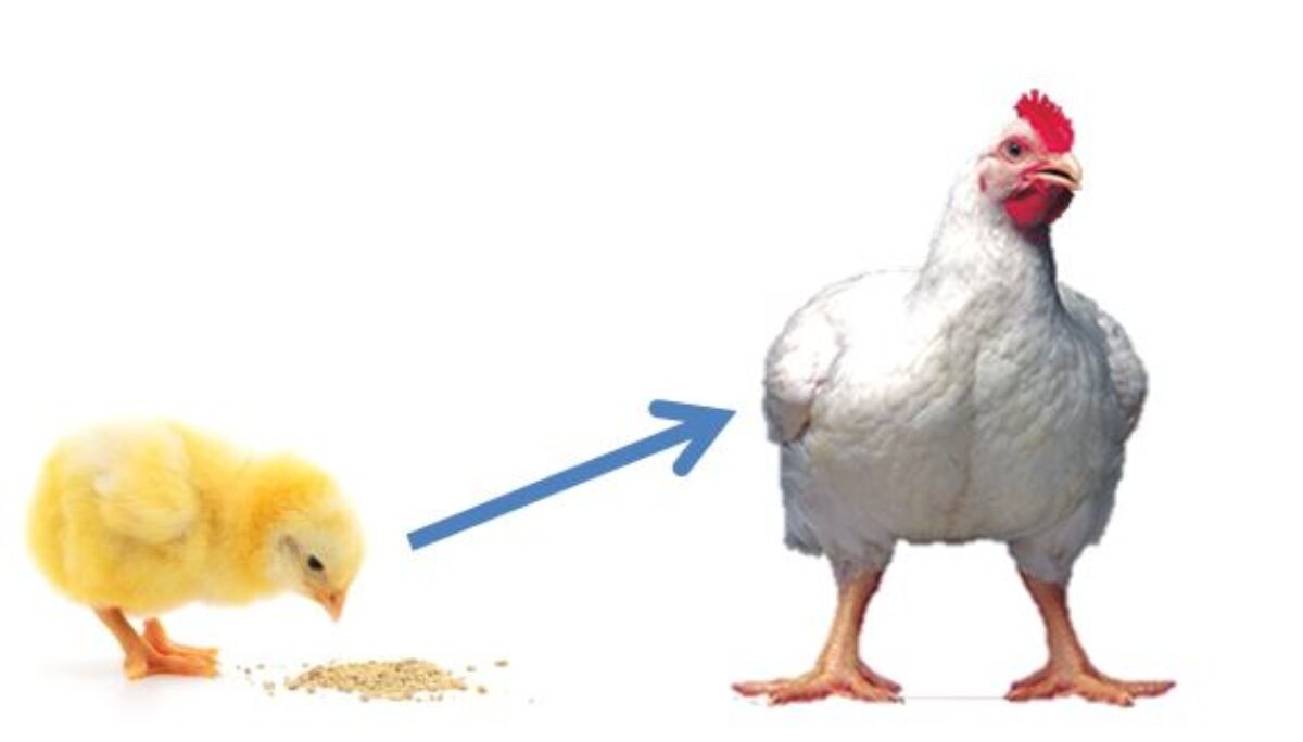 ᐈ 3 Alimentos para Crecimiento Rápido de Pollos - Cría de Aves