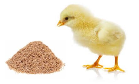 Salvado de trigo para gallinas