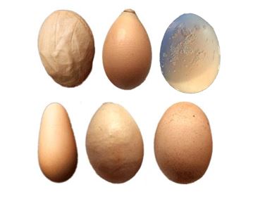 Alteraciones del huevo en gallinas