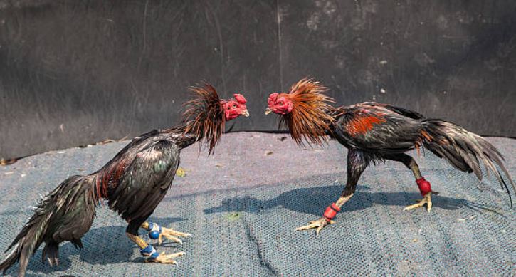 gallos de pelea orientales