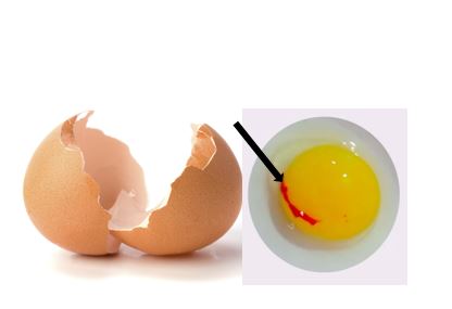Huevo con mucha sangre en la clara