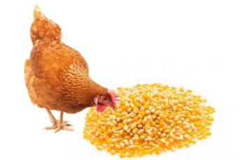 Alimentar solo con maíz a pollos