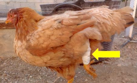 Como entablillar la pata de una gallina