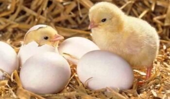 pollos naciendo de huevo