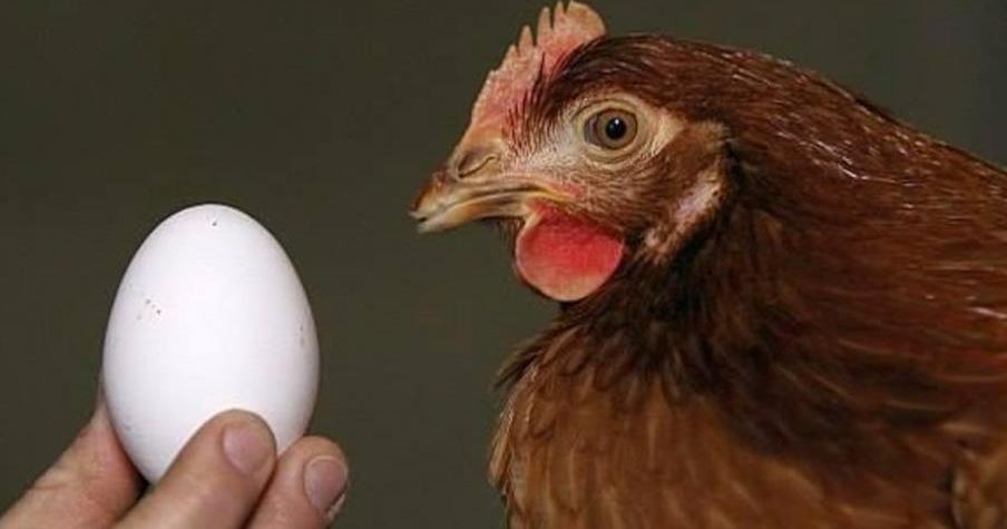 baja produccion de huevo